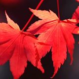 Nguyễn Ngọc Long