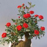 Thanhhuyedu Thanhhuy