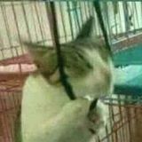 Thach Quoc Minh Trung