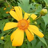 Nguyễn Thị Ngát