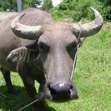 Nguyễn Trung Đức