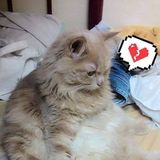 Nguyễn Việt Quang