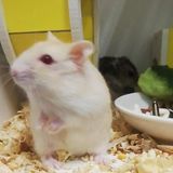 Phú Nhật Nguyễn