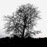 Nguyễn Hoài Bảo