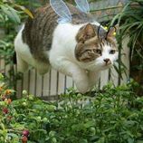 Phạm Thị Kim Thanh