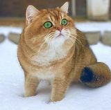 Dương Trương Huy