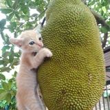 Nguyễn Thị Thanh Vân